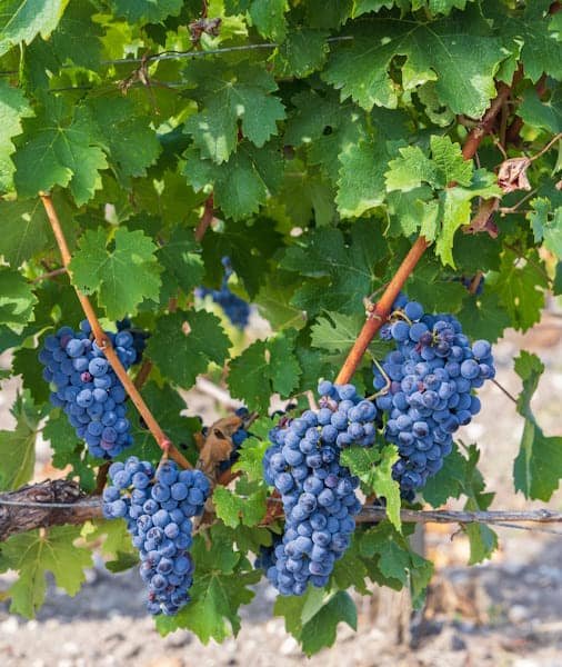Château Margaux Wine Tour 2026