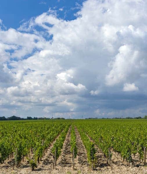 Château Margaux Wine Tour 2026