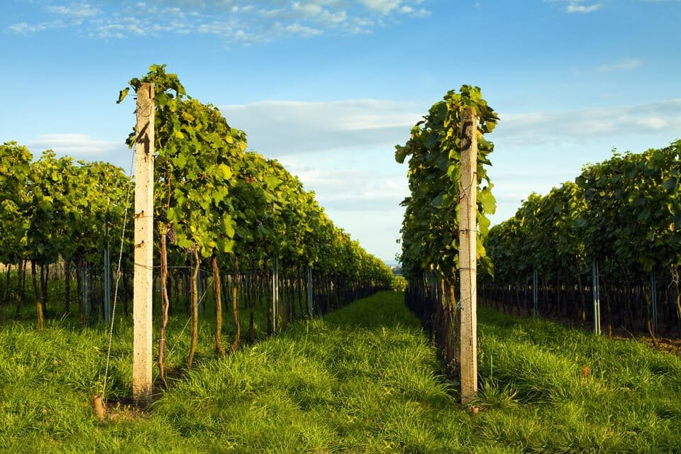 Médoc Wine Tour 2026