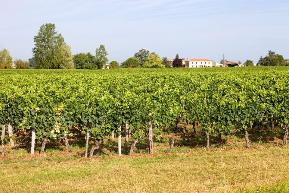 Prohlídka vína Médoc