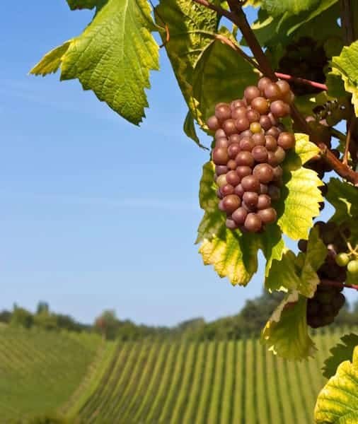 Médoc Wine Tour 2026