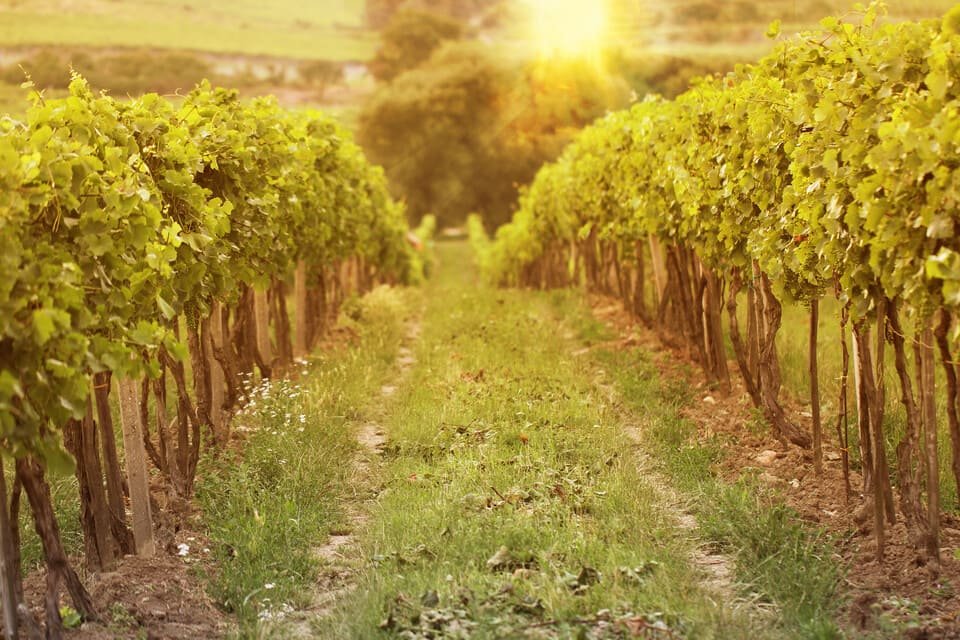 Médoc Wine Tour 2026