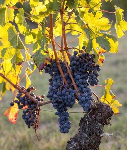 Saint-Émilion Wine Tour 2026